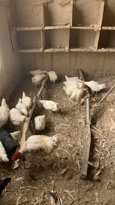 Tovuqlar Sotiladi Optim Tovuq