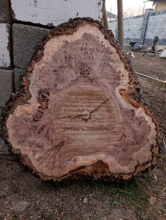 Спил,слебы каповый торсовые. По Акция продою