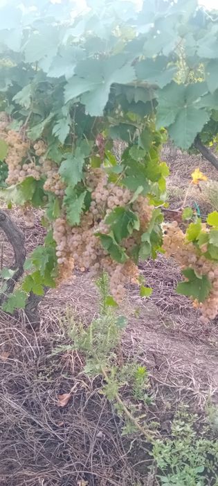 Sruguri de vin albi si rosii din zona ARADULUI