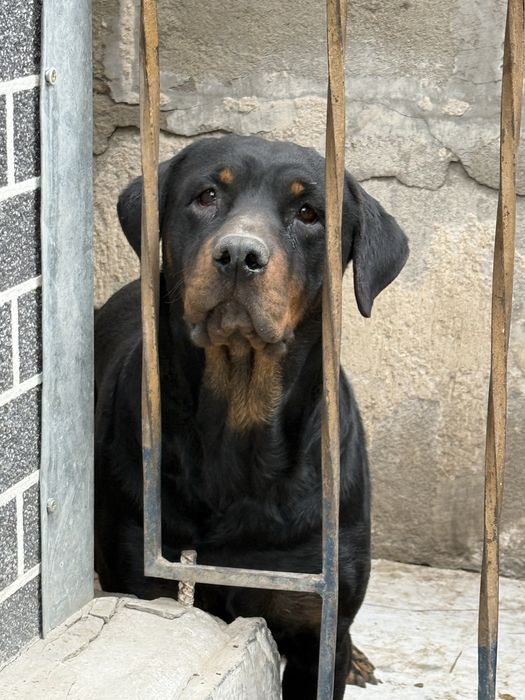 Отдам в хорошие руки