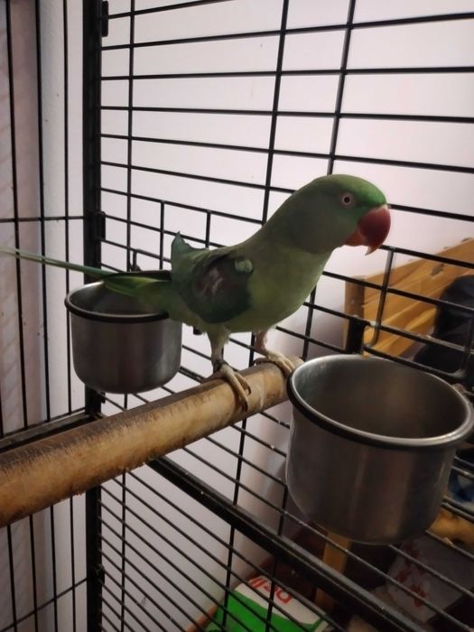 Papagal Marele Alexandru