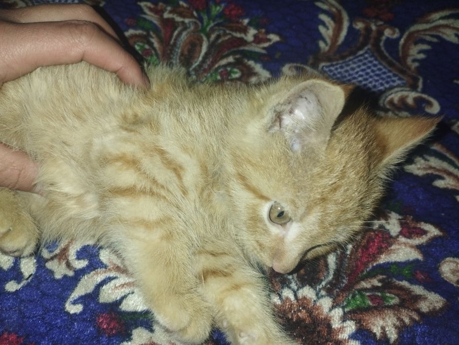 Mushuk Garfilddek rangda tekin