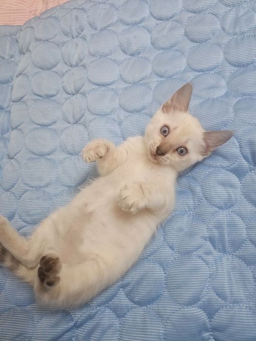 Бенгальские Котята