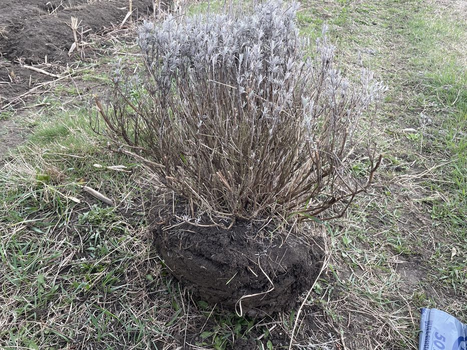 Tufe plante mari de lavanda Sevtopolis