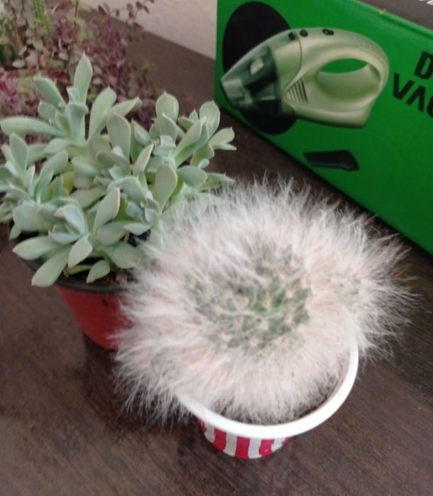 Отдам цветок бесплатно