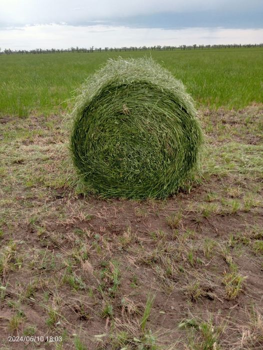 Продам свежий житняк