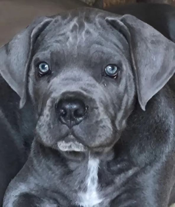Mascul Cane Corso Gri Blue, Pedigree+