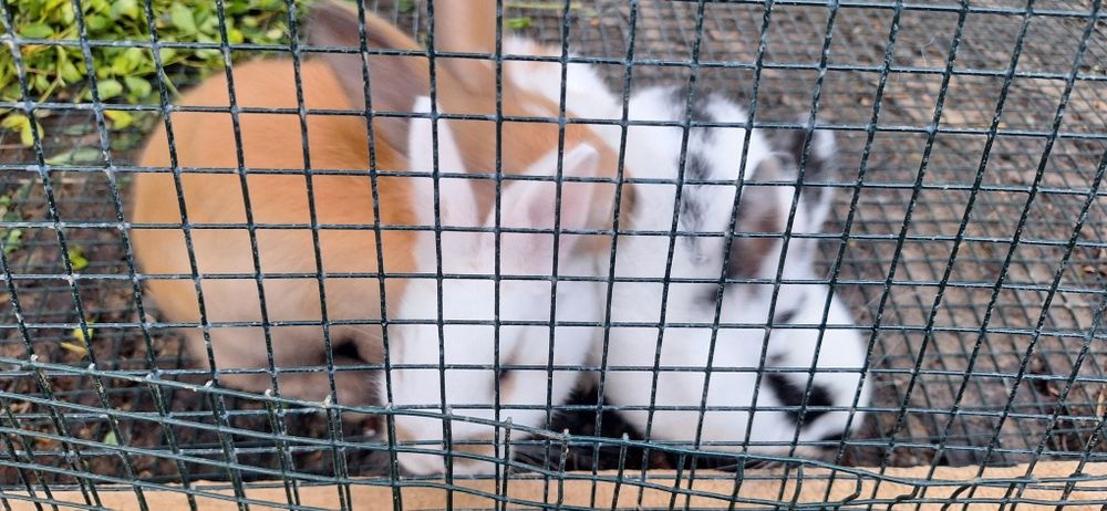 Iepurași de companie