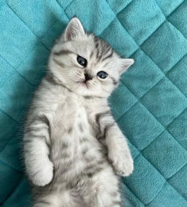 Британский чистокровный котенок