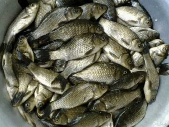 карасик живец 4-5 см