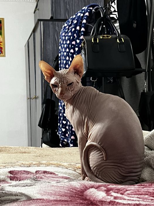 Продам кота донского сфинкса