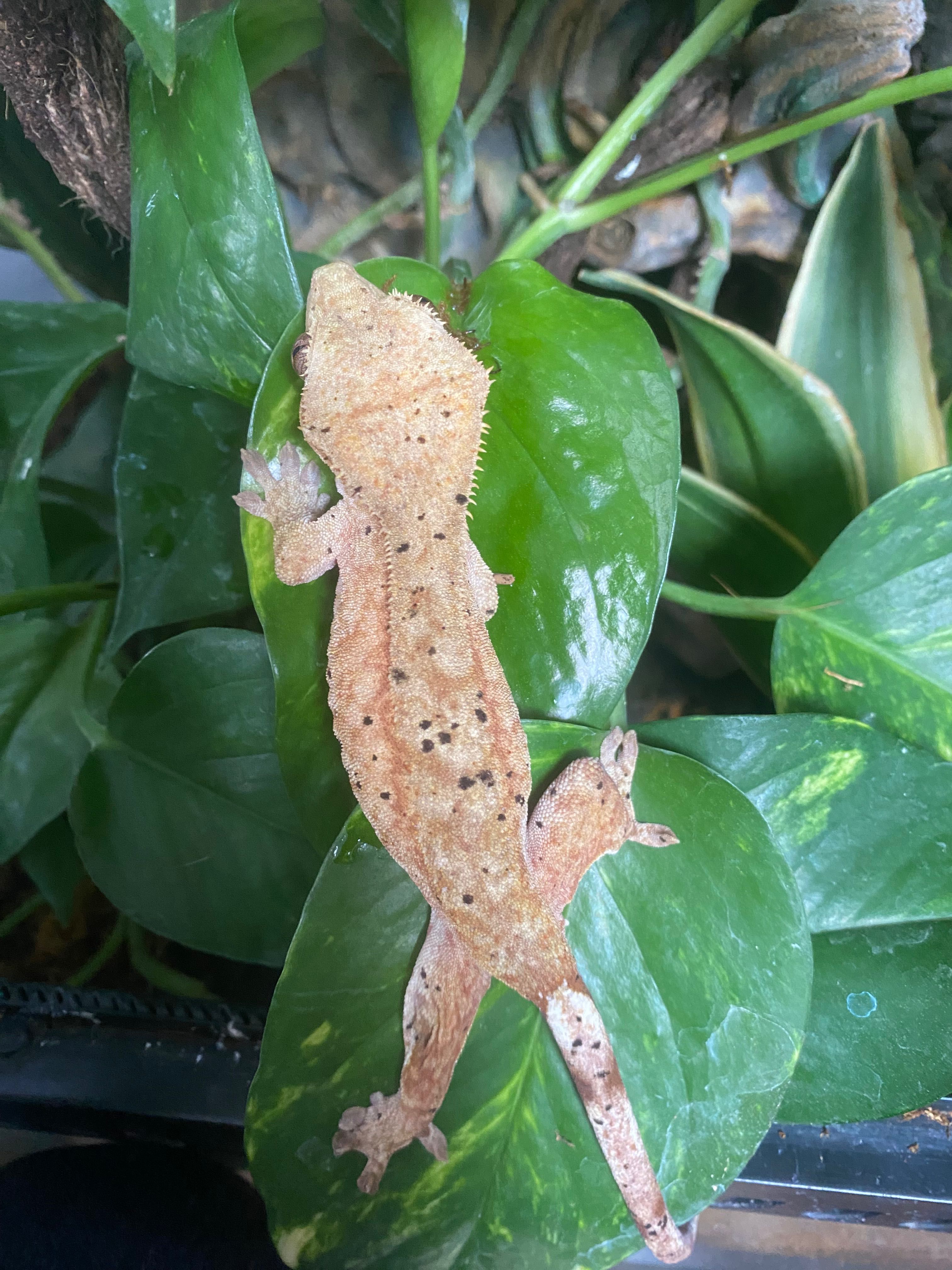 Ресничест бананояден гекон/Crested gecko