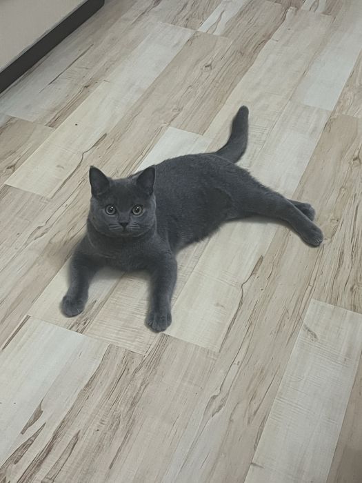 Отдам породистого котенка