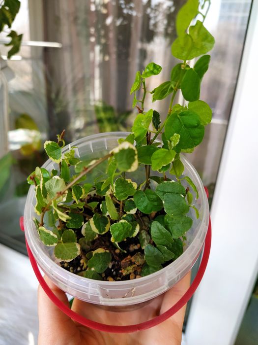 фикус пумила, филодендрон, каланхоэ