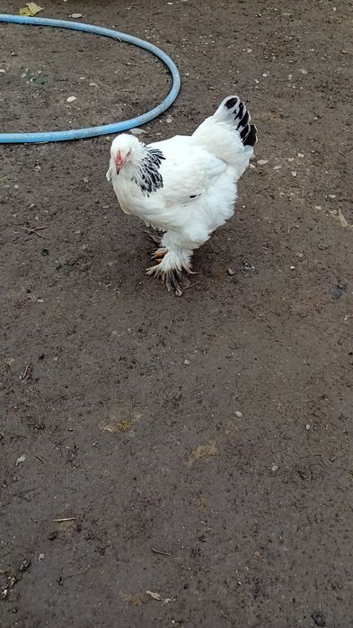 Vând gâște și găini