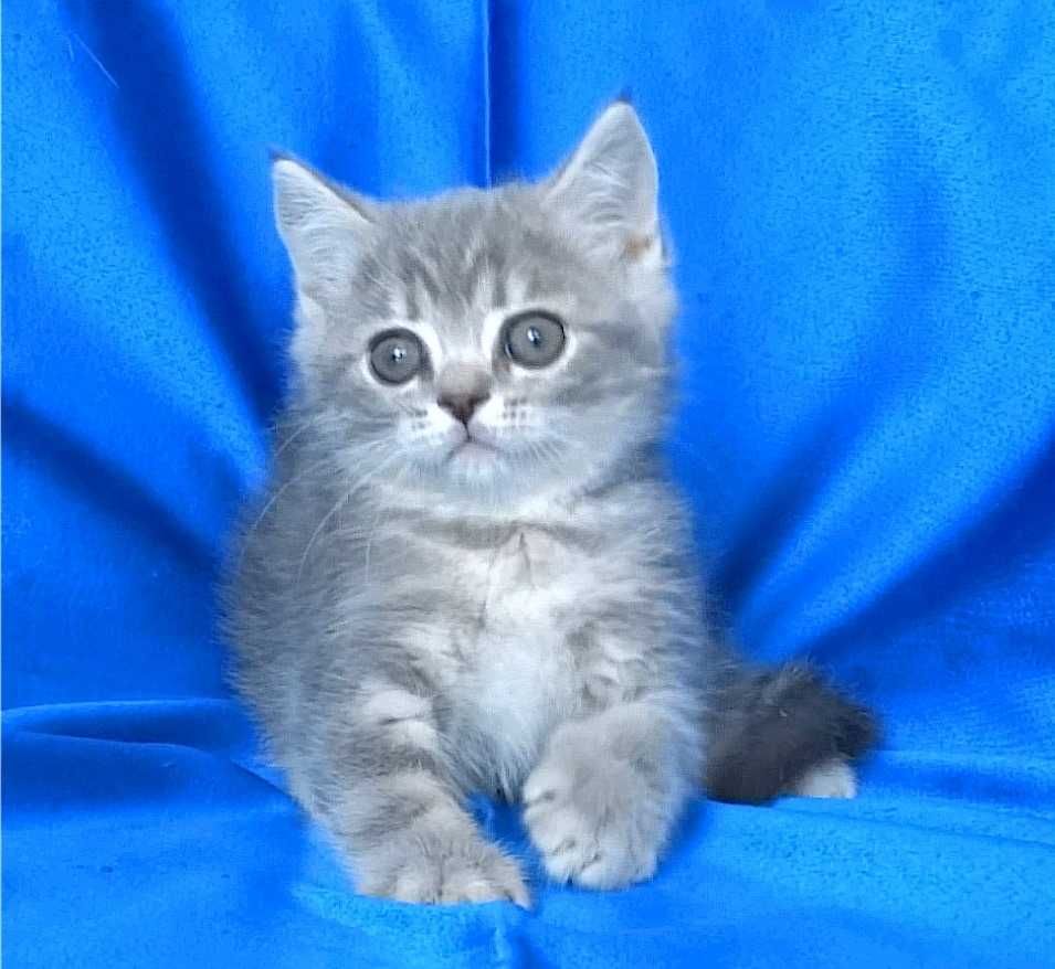 Късокосмести сиви котенца