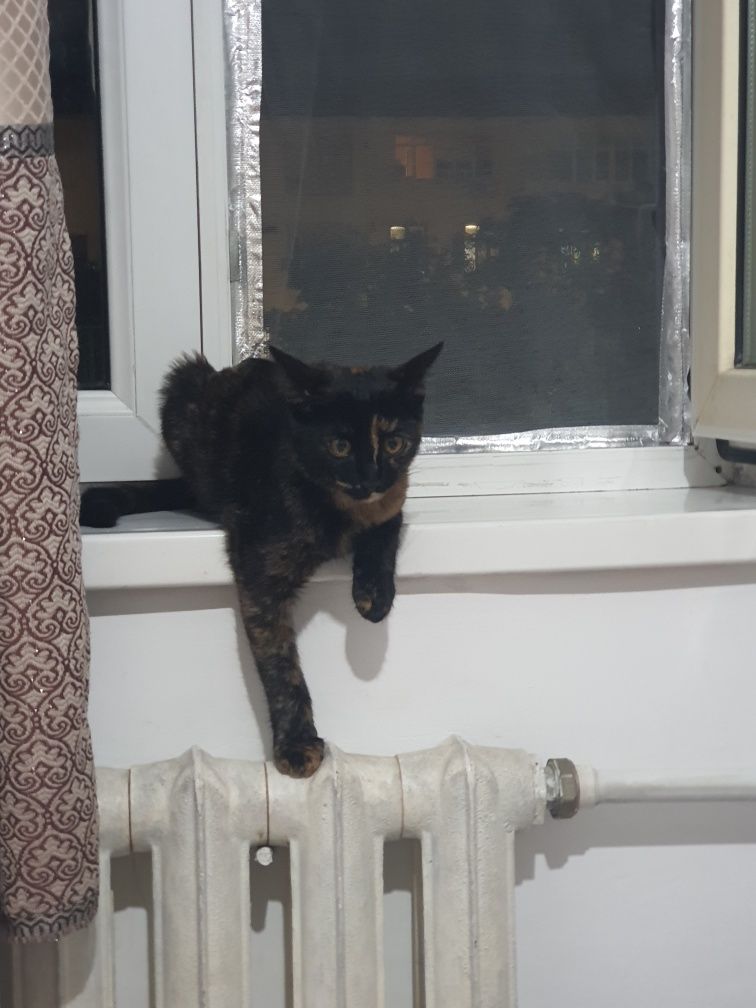 Домашняя кошечка