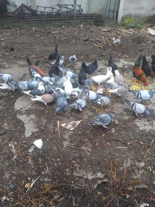 Porumbei și găini pitice