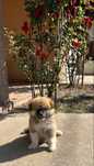 Akita inu pedigree tip A long hair