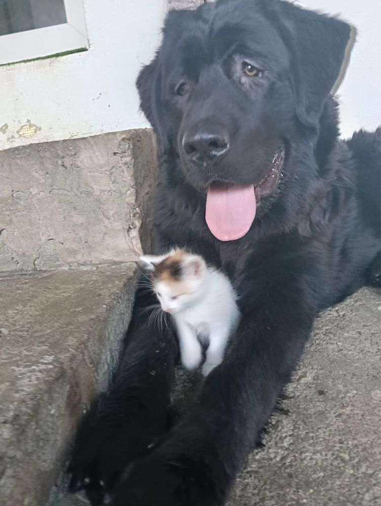 Donez pisici, pui de pisica