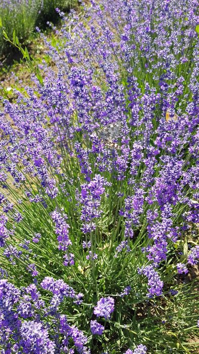 Vând  ulei de lavanda!