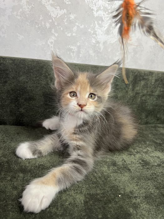 Котята Мейн кун резерв