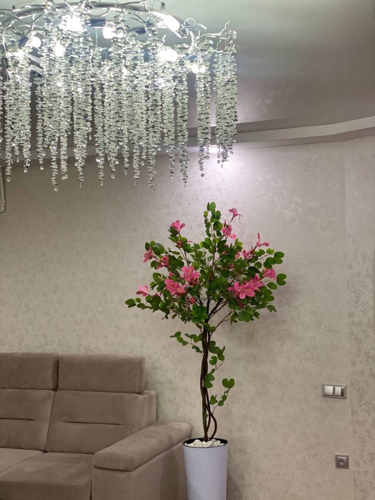 Декоративное дерево -кустарник