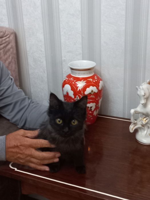 Бесплатно девочка 2,5 месяца