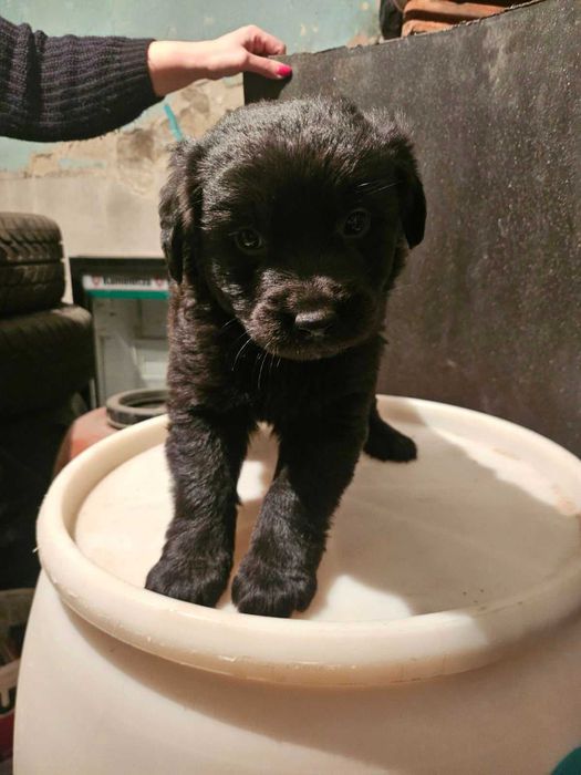 Лабрадорчета куче