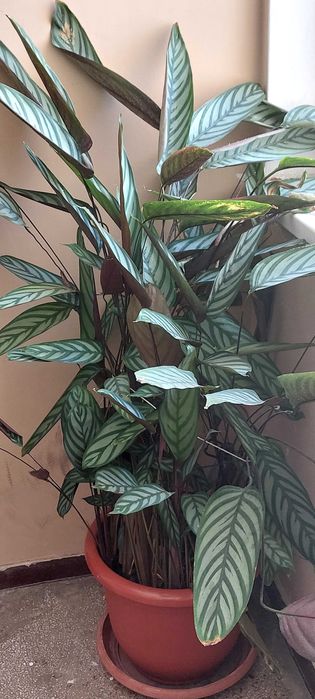 Planta care se roagă -Calathea