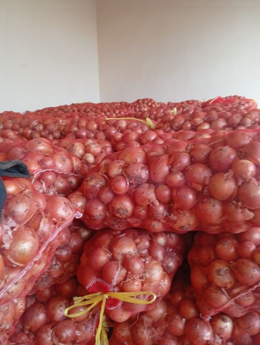 Qishga turadigan piyoz sotiladi