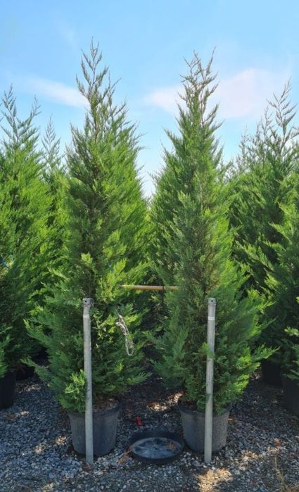 Tuia smaragd/ spirale/ pon/ magnoli/ mesteacăn/ tei/ pin/ brazi/ etc