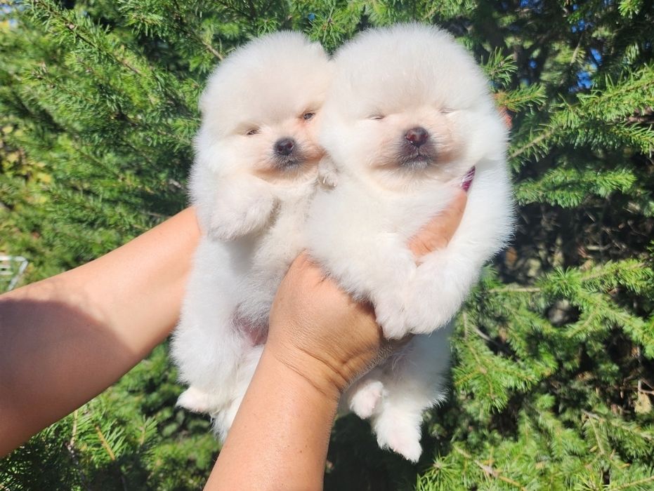 Женски мини померан чисто бяла