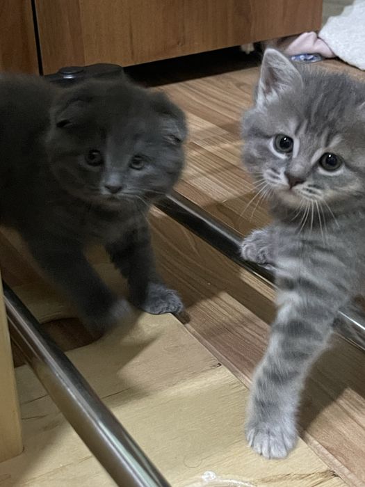 Срочно Продаются котята породистые, к лотку приучены и кушают все