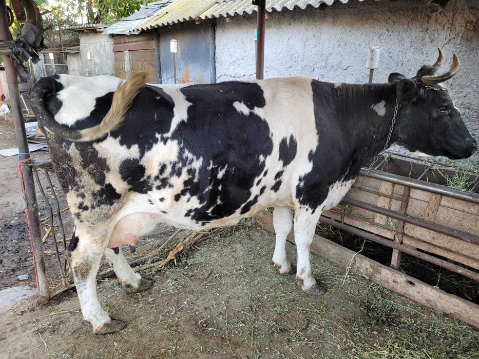 Vand vaca gestanta