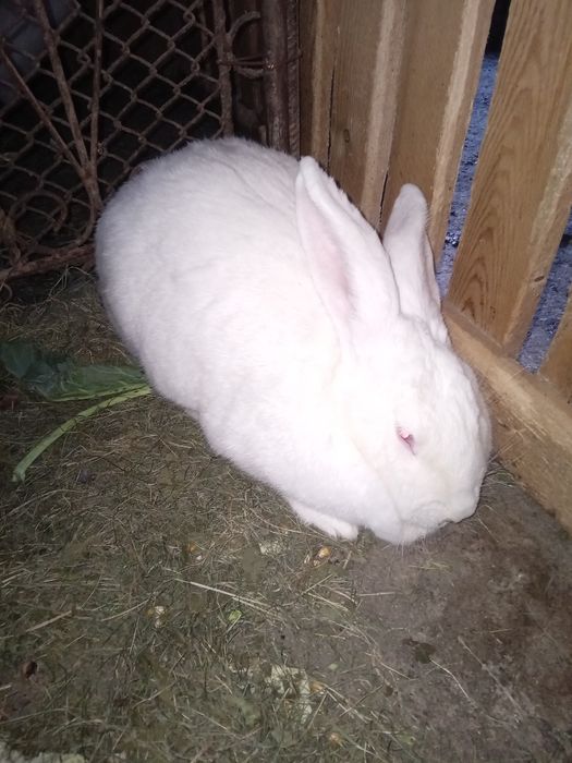 Vand Iepuroaica De Rasa German Urias Alb