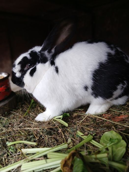 Vand iepuri crescuti de casa 200ron bucata