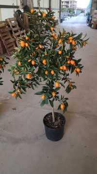 Citrice lamai kumquat