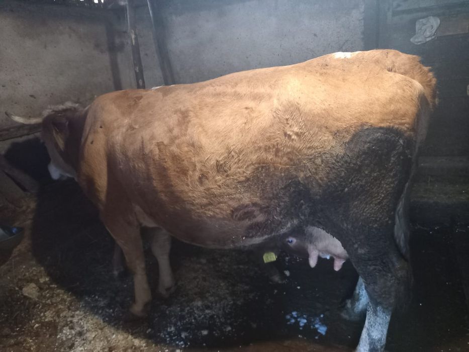 Vand vaca cu sau fara vitel