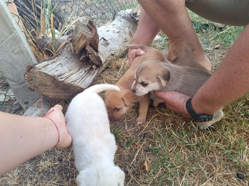 Donez catelusi jucăuși si frumosi