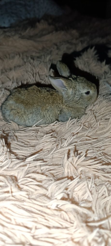Quyonchala razmeri oyi har hil ranglariyam bor narxini kelwamza