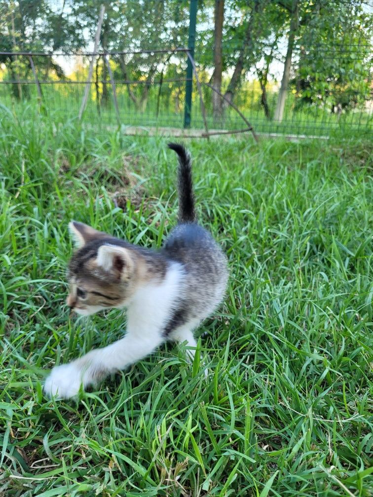 Pisicute spre adoptie