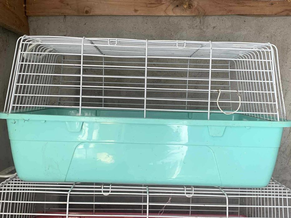 Cusca porcusor de guinea, iepuri