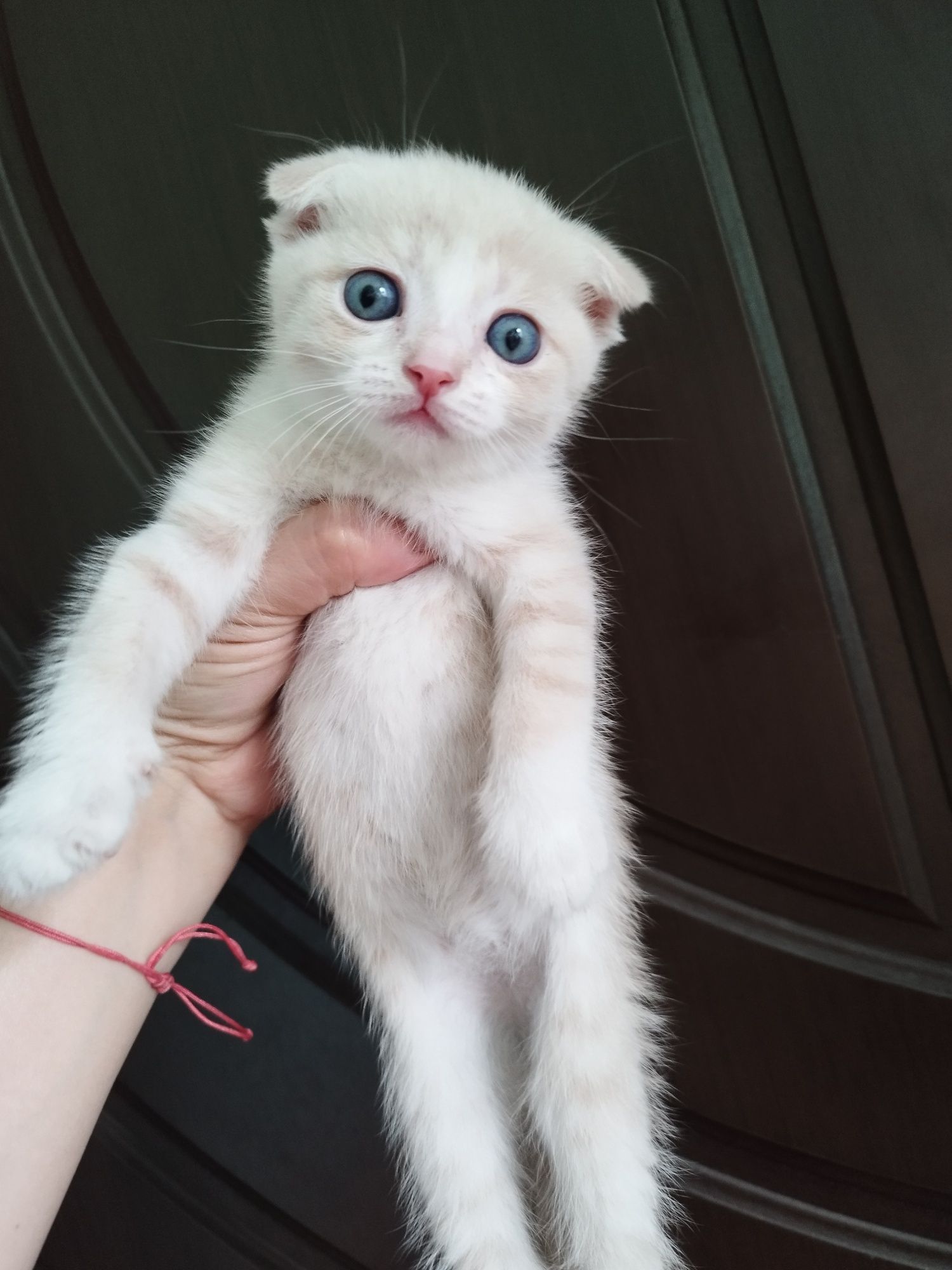 Скоттиш фолд ва страйт