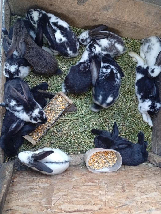 Iepuri de vânzare preț negociabil rasă fluture