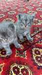 Scottish fold mushuk