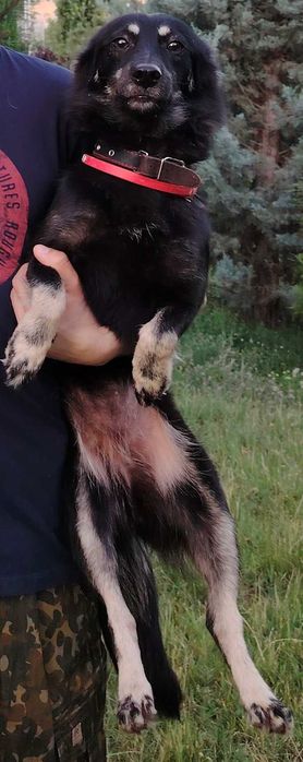 Собака, собачка, щенки, ит, кучук