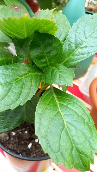 Hortensie Hydrangea  macrofylla roz.