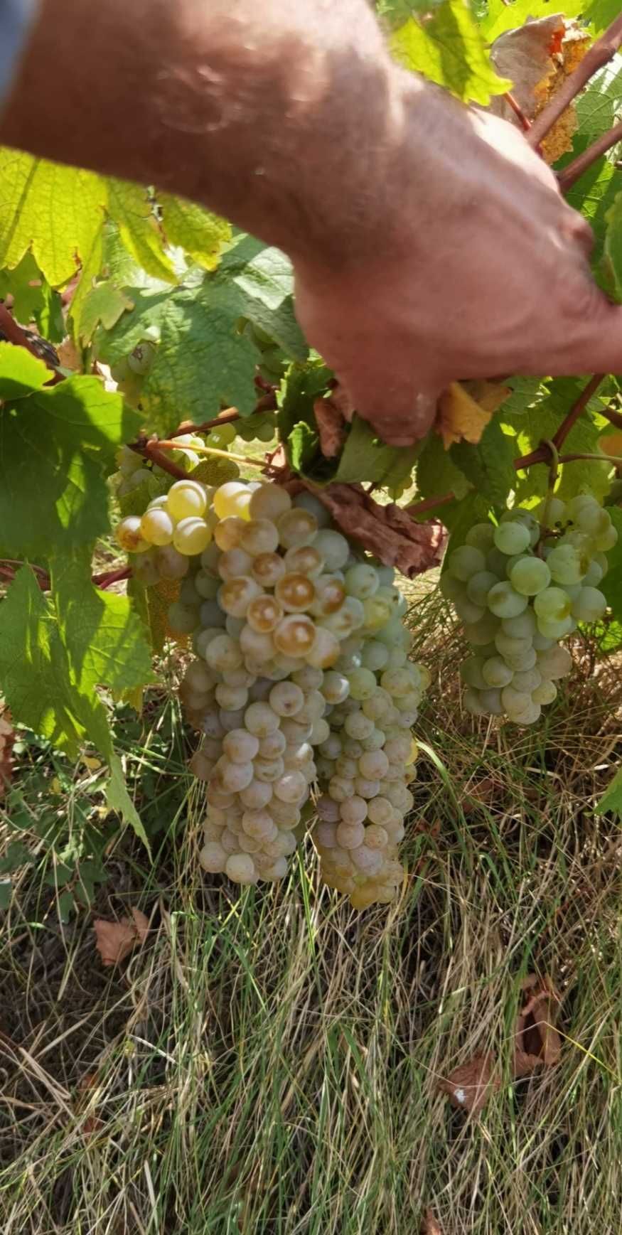 Грозде Брестовица, Ркацители, Каберне за вино или ракия