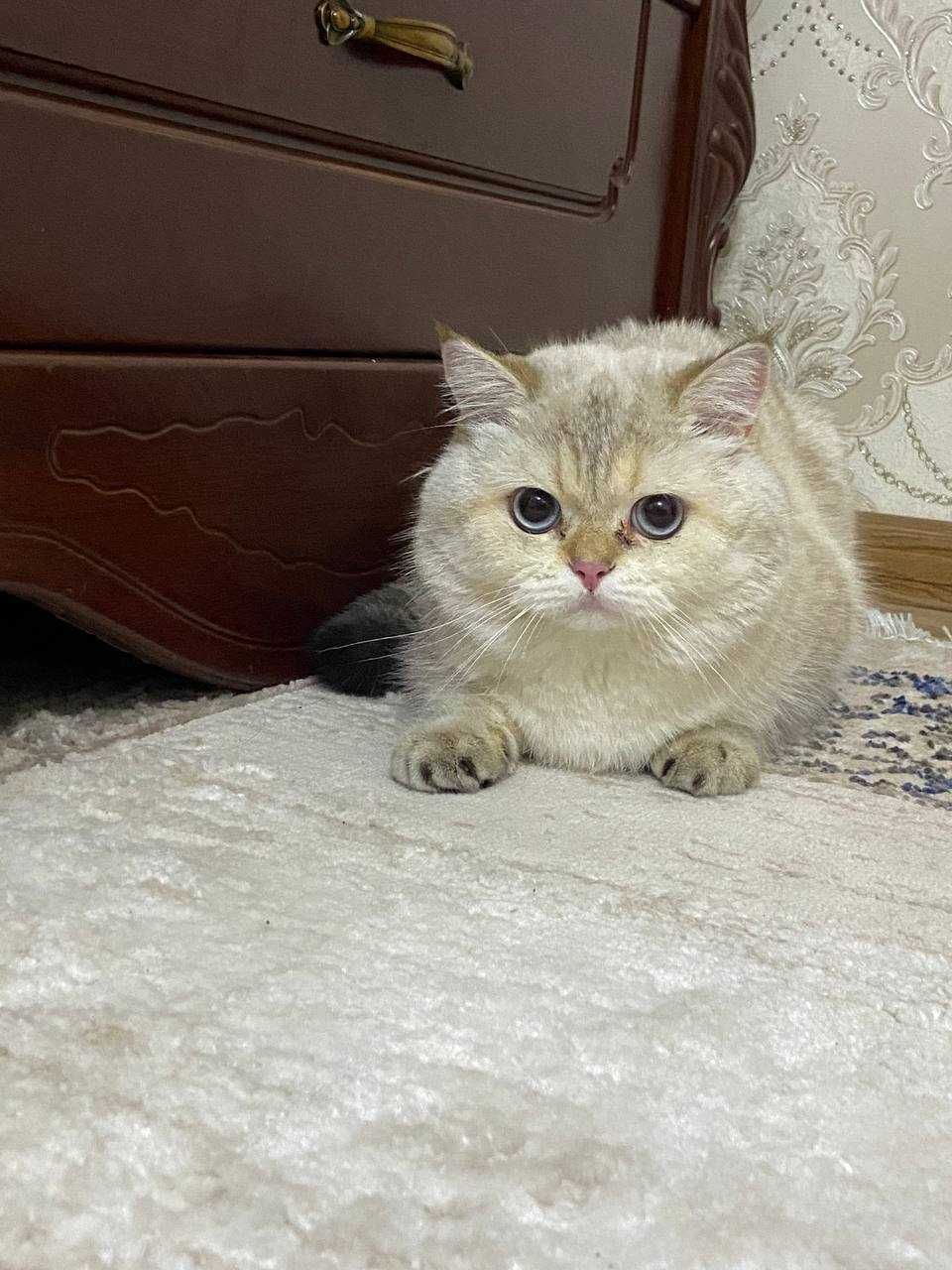 Продаётся золотой британский кот (Golden Color British Shorthair)